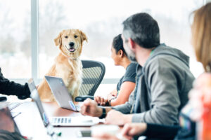 Schaffe eine positive Arbeitskultur mit einem Bürohund